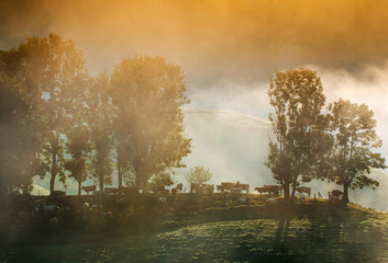 Fototapety na wymiar - Fototapeta24.pl