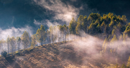 Beautiful misty and foggy morning in golden hour on a peaceful meadow.