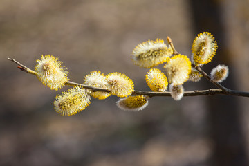 Blooming willow branch in springtime, seasonal easter background