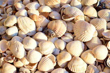 Seashells on the sand on the seashore. Background of the shells.