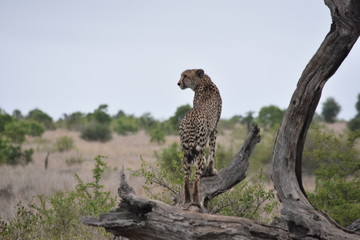 cheetah