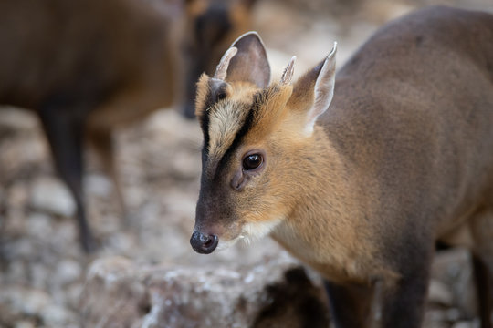 Truong Sohn Muntjac