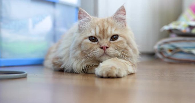 Sleepy adorable cute ginger doll face persian cat lying on the floor