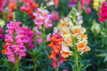Beautiful Antirrhinum majus dragon flower is blooming in the garden.