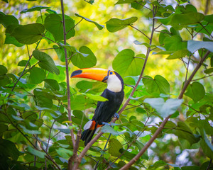 The beautiful toucan is on the green tree.
