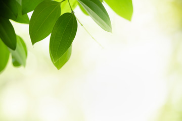 Close up of nature view green leaf on blurred greenery background under sunlight with bokeh and copy space using as background natural plants landscape, ecology wallpaper concept.