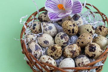 Quail eggs are placed in a wicker basket next to a willow twig. Getting ready for Easter. On a green background.