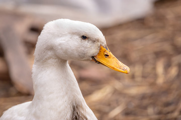 Duck head portrait at the organic farm.