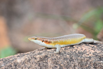lizard in the shade, south africa