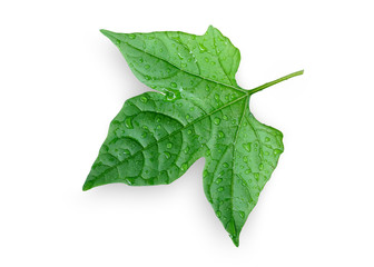  Green leaf isolated on white background. This has clipping path.  