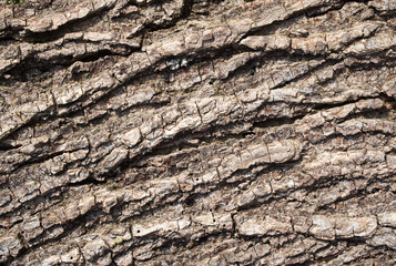 Bark of old acacia closeup
