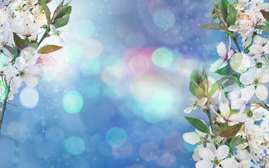 Beautiful spring background blossoming cherry and blue sky wich bokeh