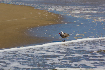 Seagull walking along the surfline on the beach