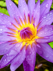 Macro image of water rain droplets on purple petals of the beautiful blossoming water lilly flower...