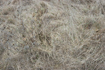 texture of grass