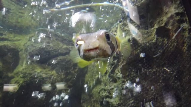Porcupine fish close up. A little cute Pufferfish Swimming in aquarium. porcupinefish, Tetraodontidae