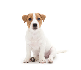Jack Russell Terrier puppy isolated on white background
