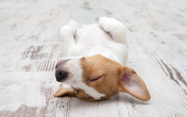 Sleeping Jack Russell Terrier puppy at home.