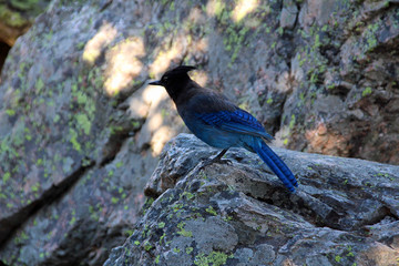 Blue Jay Bird on Rock Cliff