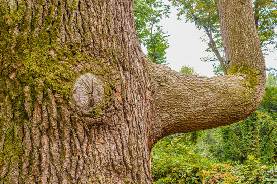 a cedar from the Himalayas called cedrus deodara/the original form of a Himalayan cedar,plant introduced in Europe for ornamental purposes in the 1800s