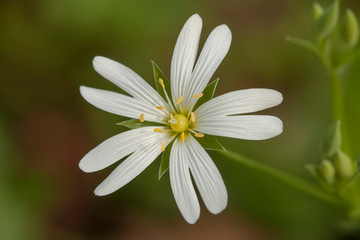 Close-up of chickweed flower in spring forest 