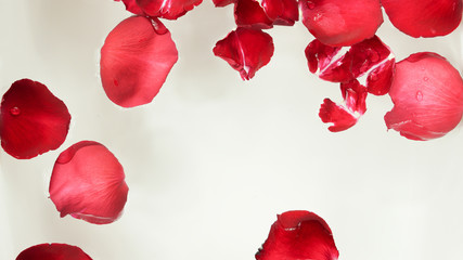 red rose petals on water for nature science concept background