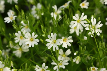 A field of stellaria media flowers (chickweed) in the forest