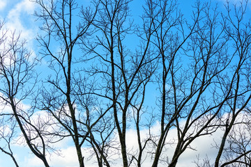 Large Tree Against a Blue Sky