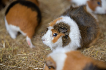 Flock of guinea pigs (Cavia porcellus)