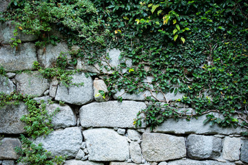 stone wall with ivy photo