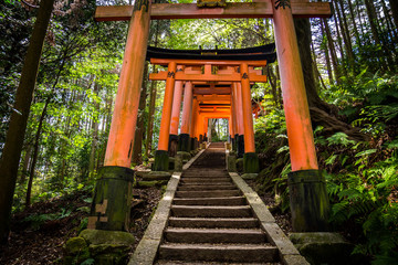 Fototapeta na wymiar Inari shrine Kjoto Japan orange gates