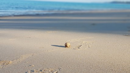 Small animal on beach