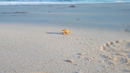 Small animal on beach