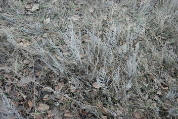Fototapeta na wymiar winter brown grass and fallen leaves