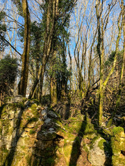 Trees and bush in the forest