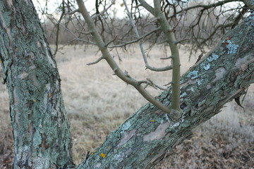  tree trunk bark