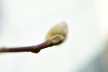 branch of willow © Snežana