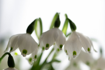 Leucojum vernum,winter white bells on bright background