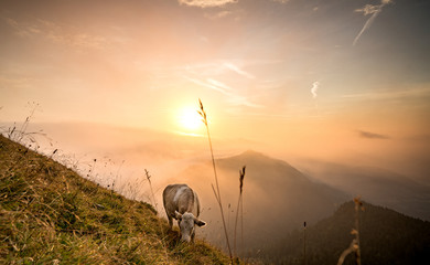 Kuh genießt die Morgensonne am Berg