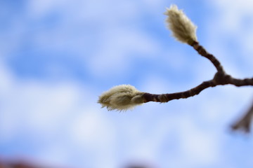 branch of willow against blue sky