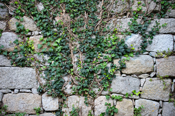 ivy on the wall