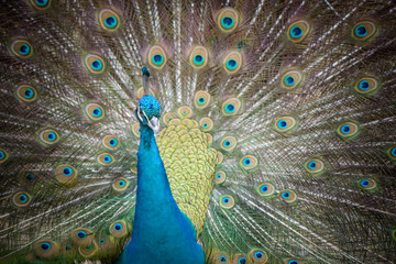 Obraz premium A beautiful male peacock expanded feathers