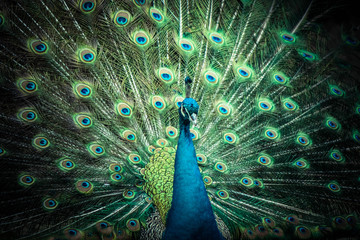 Obraz premium A beautiful male peacock expanded feathers