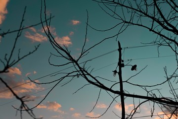 branches against blue sky.scene of tree branches on suset with street lamp post