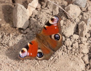 butterfly sits on the ground
