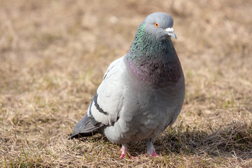 portrait of a gray dove