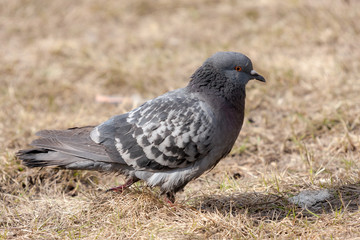 gray dove on spring grass