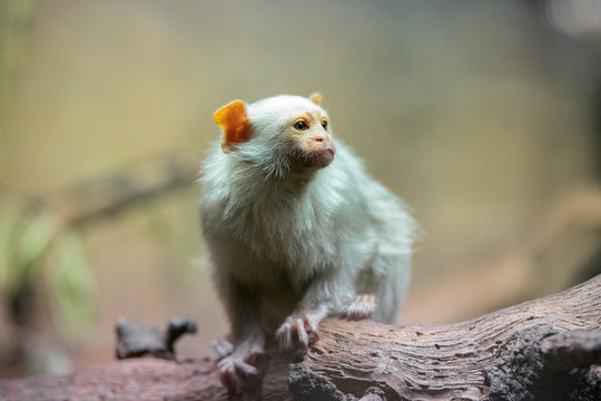 El tit&iacute; plateado (Mico argentatus) es una especie de primate