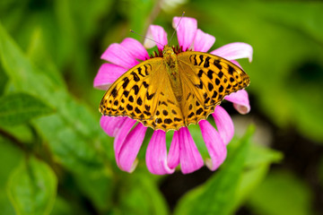 Beautiful butterfly pollinates flowers in the garden in spring or summer.