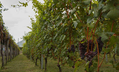 close up of a vineyard/close up of a vineyard during the harvest season